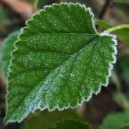 Mulberry leaf p.e